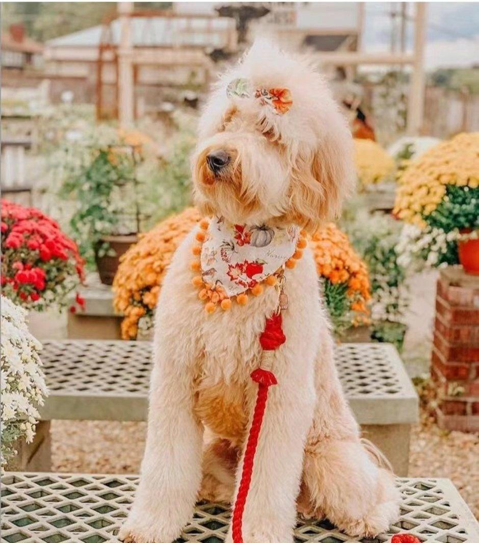 Dog Rope Leash - Watermelon Red