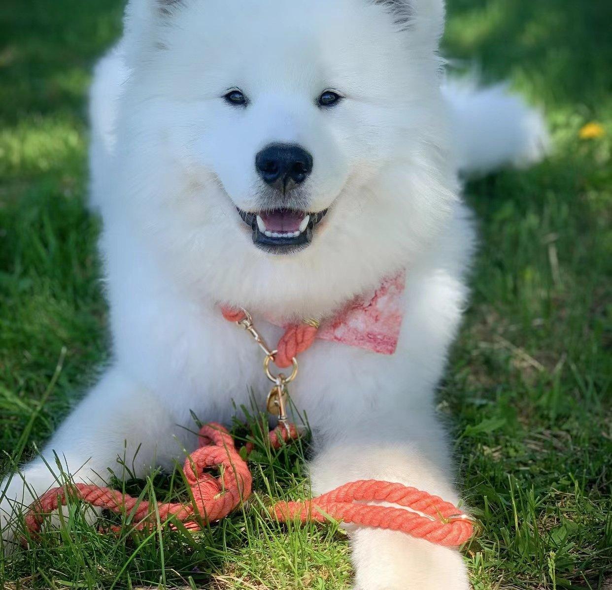 Dog Rope Leash - Watermelon Red