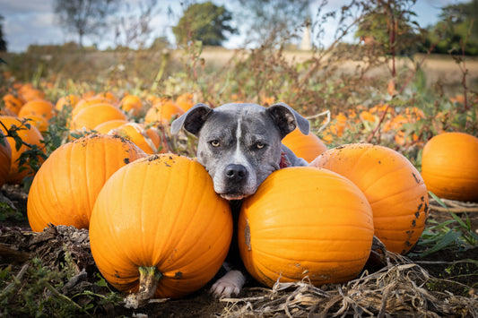 🎃 Diarrhea in Your Pet? Try Pumpkin Purée!