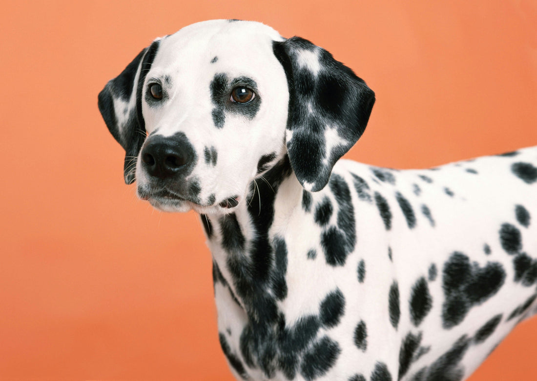 🐾 Thinking of Getting a Dalmatian? Here's What You Need to Know