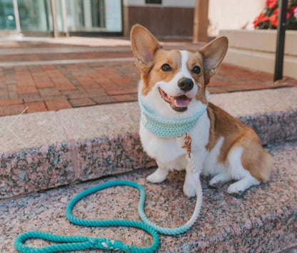 Rope Leash - Ombre Teal