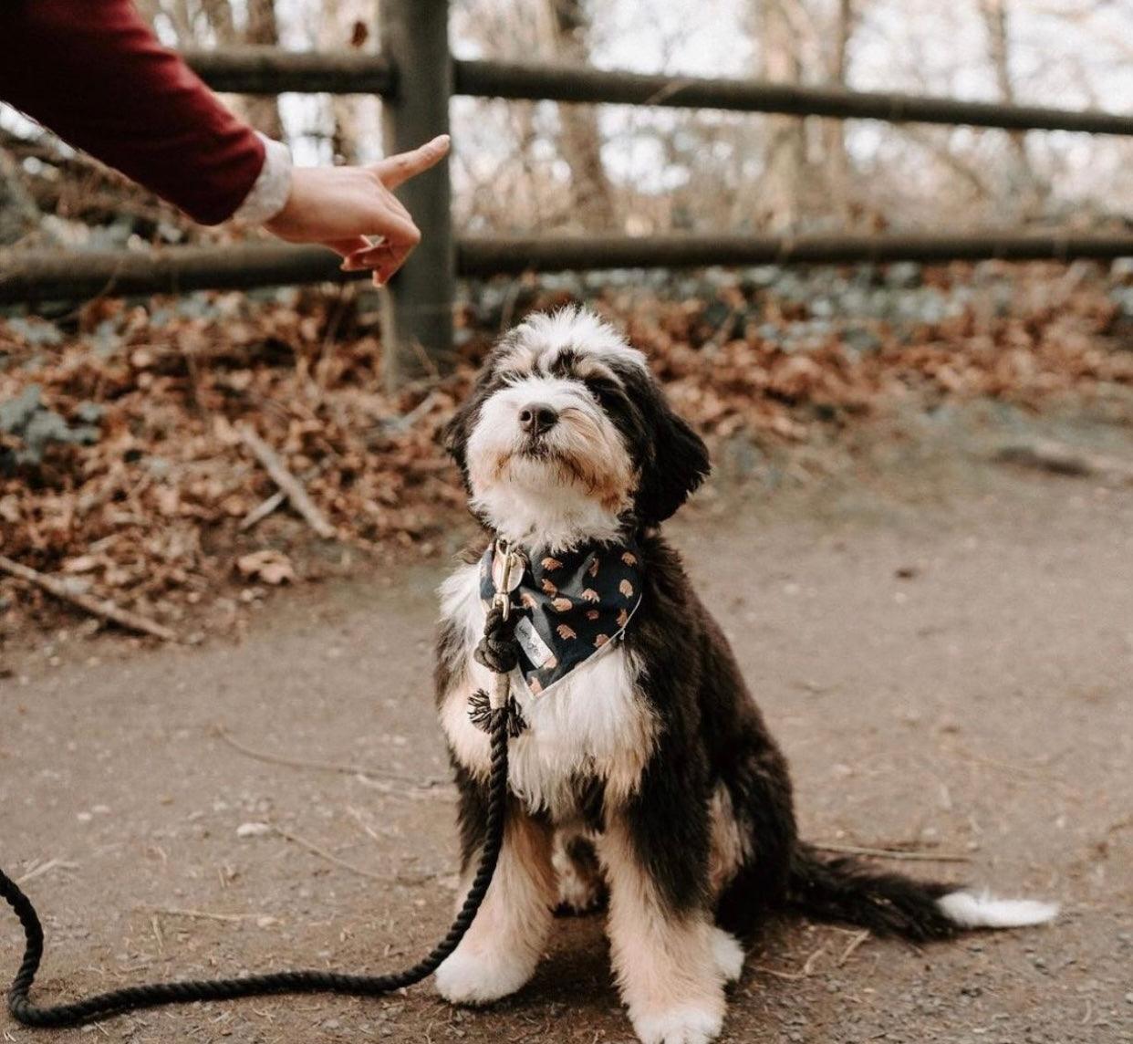 Rope Leash - Ombre Blue