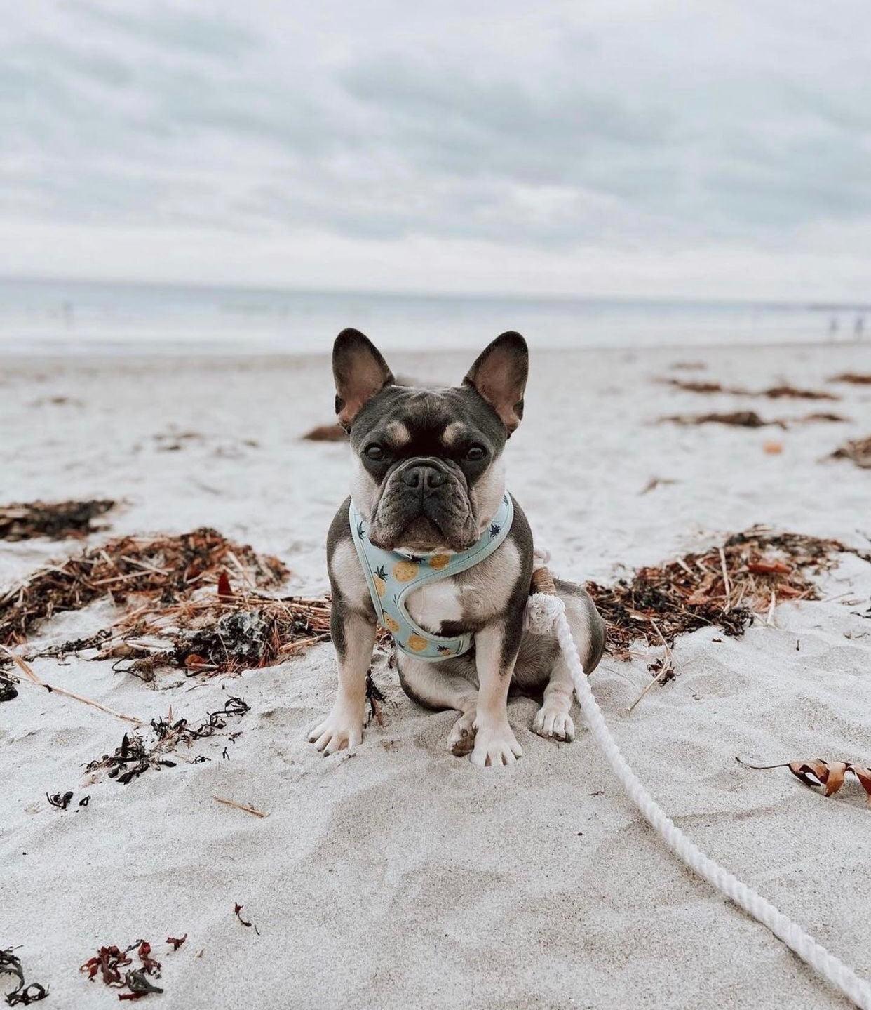 Rope Leash - Ombre Blue