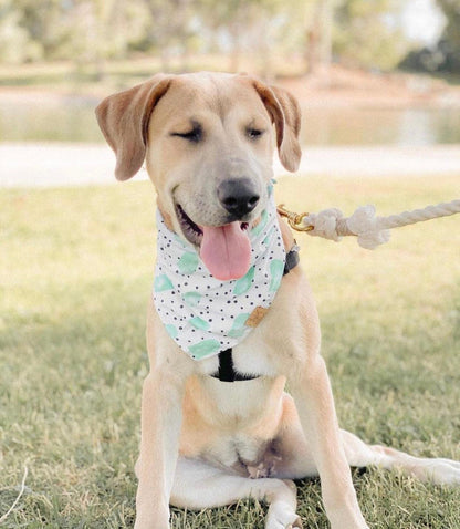 Rope Leash - Ombre Blue