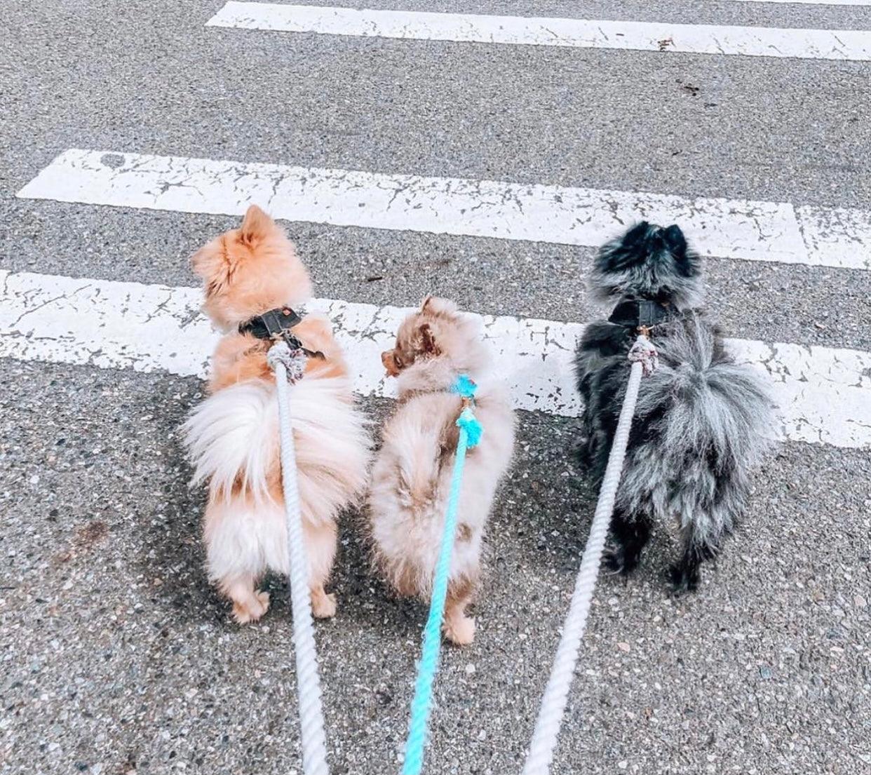 🐾 Pawsome Rope Leash – Handcrafted Style & Durability - Bubbles