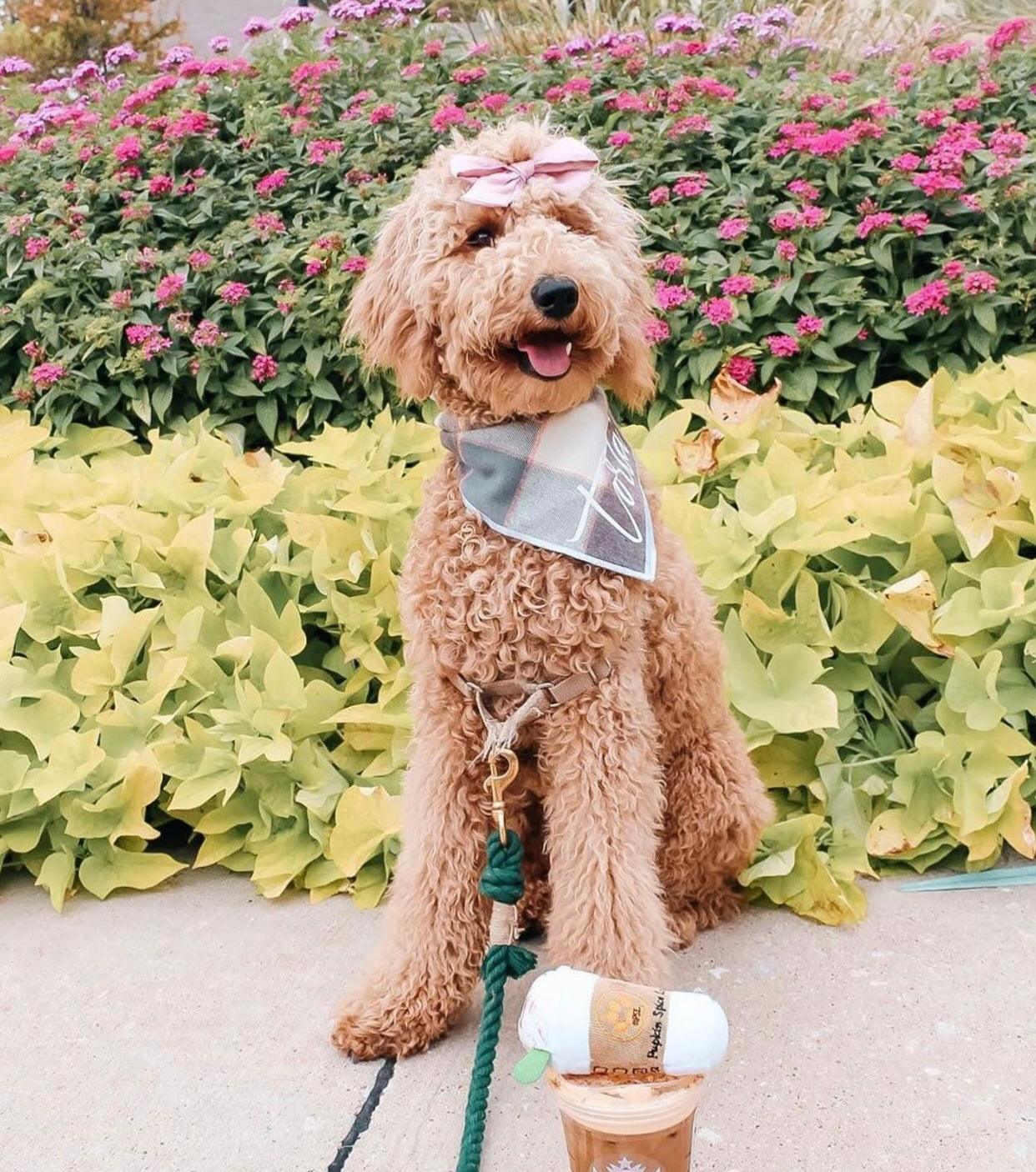 Rope Leash - Emerald