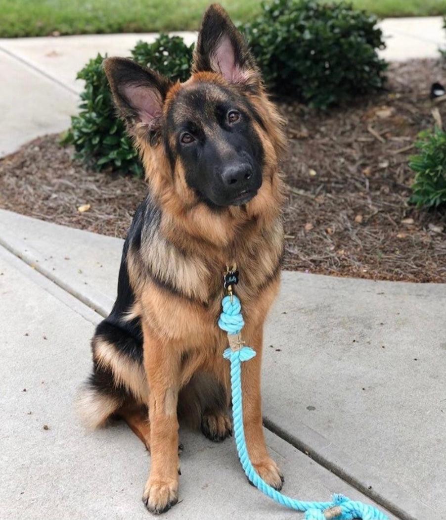 🐾 Pawsome Rope Leash – Handcrafted Style & Durability - Bubbles