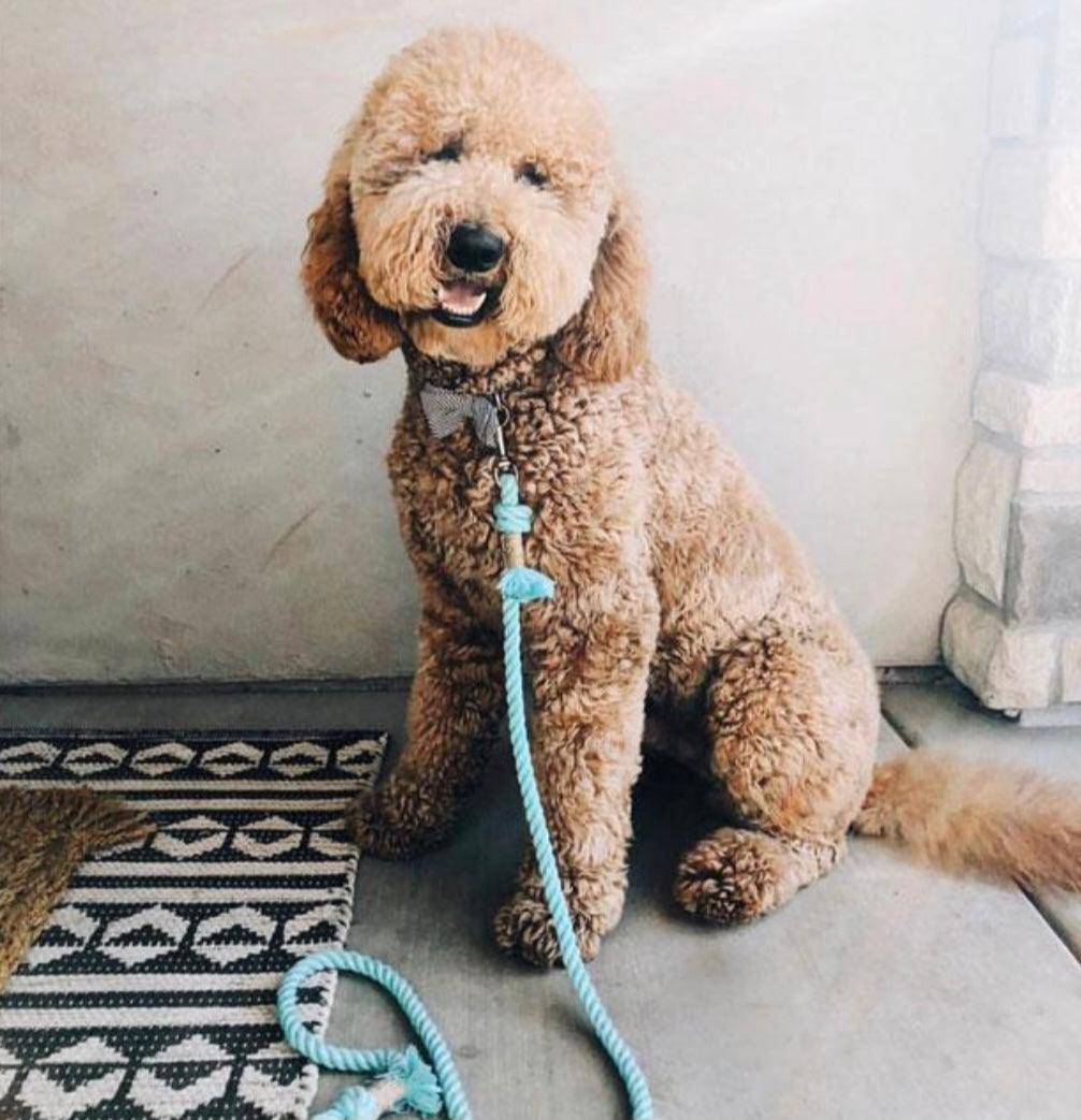 🐾 Pawsome Rope Leash – Handcrafted Style & Durability -  Pastel Rainbow