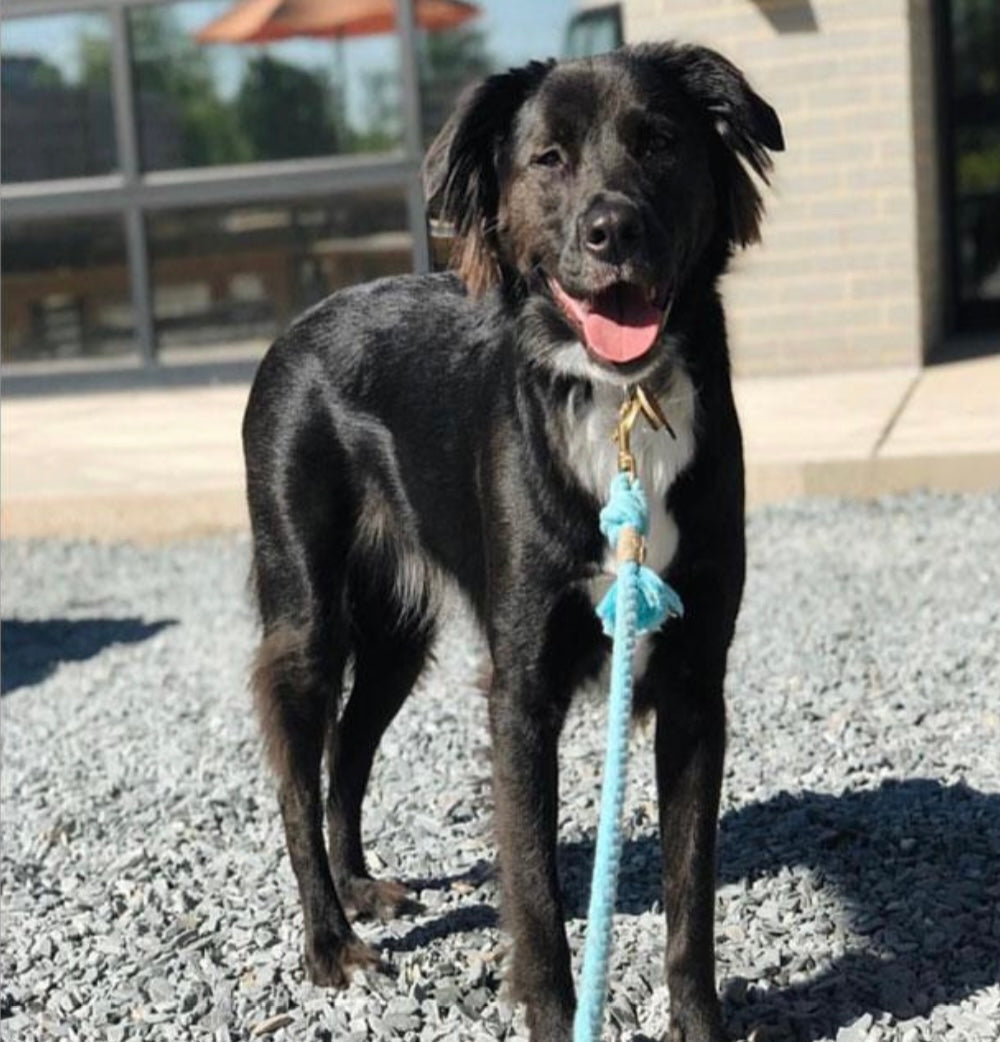 🐾 Pawsome Rope Leash – Handcrafted Style & Durability - Bubbles
