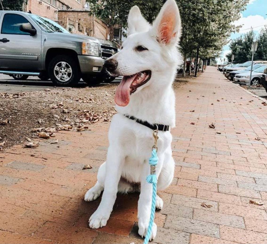🐾 Pawsome Rope Leash – Handcrafted Style & Durability -  Pastel Rainbow