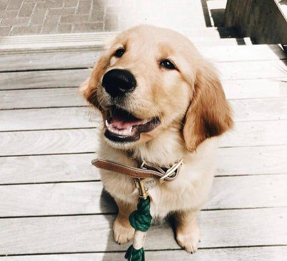 Rope Leash - Emerald