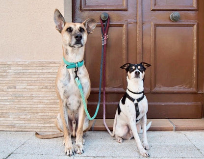 🐾 Pawsome Rope Leash – Handcrafted Style & Durability - Bridgette