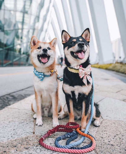 🐾 Pawsome Rope Leash – Handcrafted Style & Durability - Bridgette