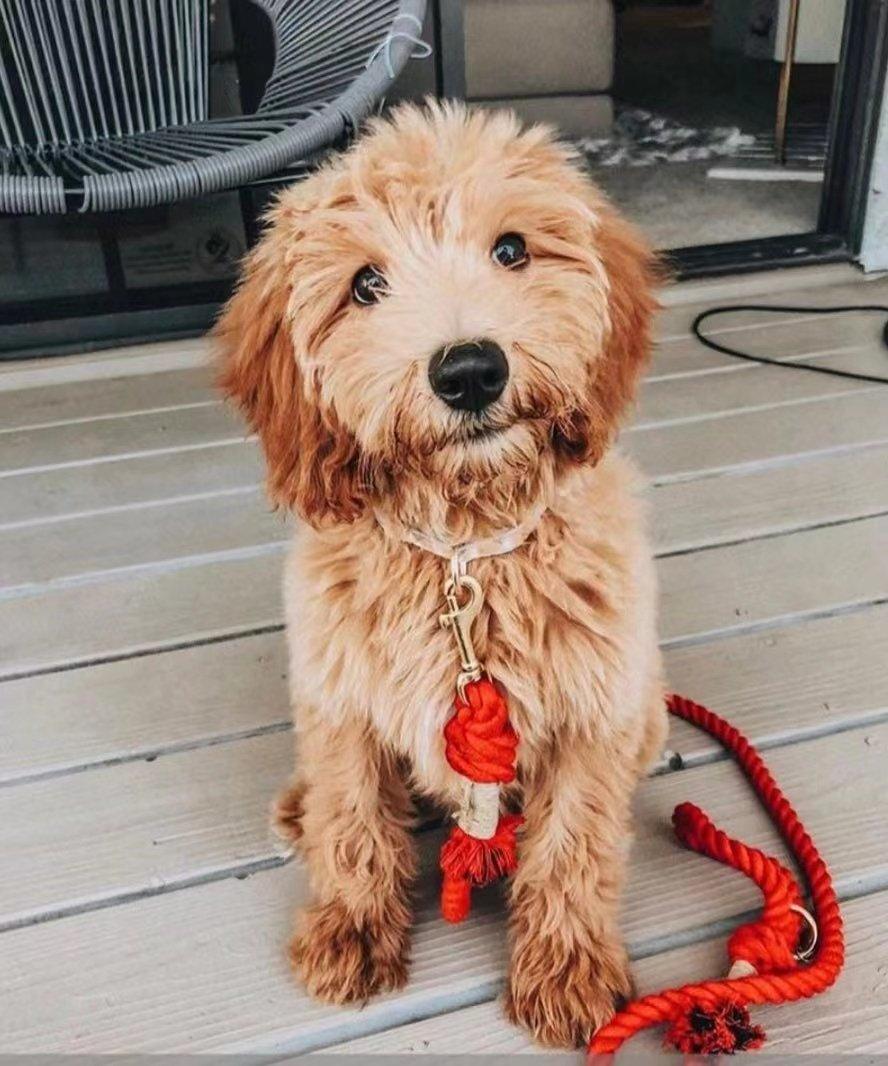 Dog Rope Leash - Watermelon Red