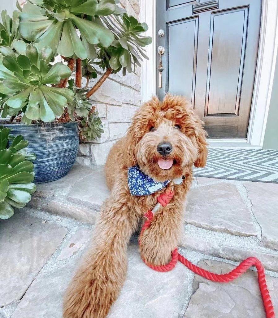 Dog Rope Leash - Watermelon Red