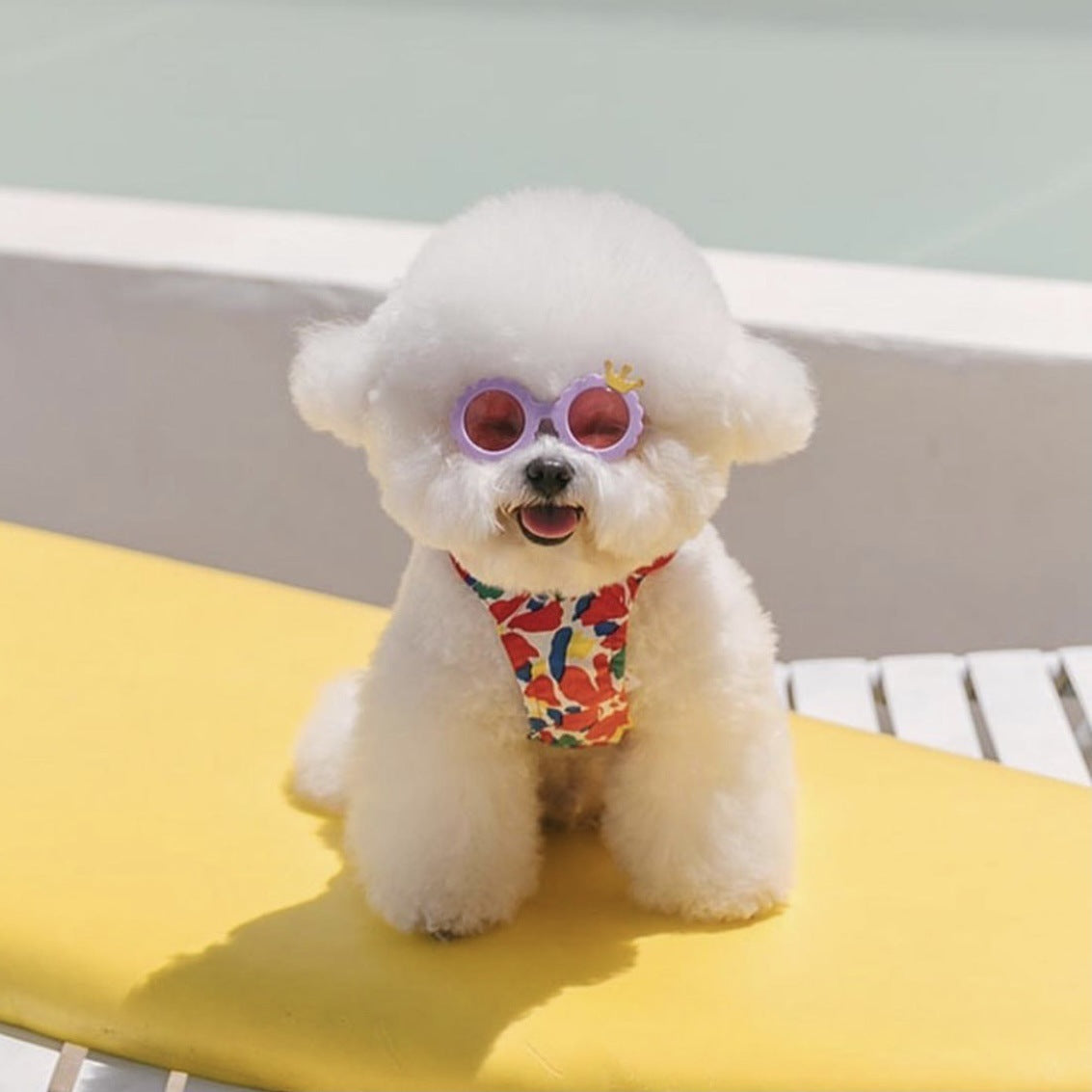 Chien Chat Lunettes de Soleil Mignonnes Bijoux Photo