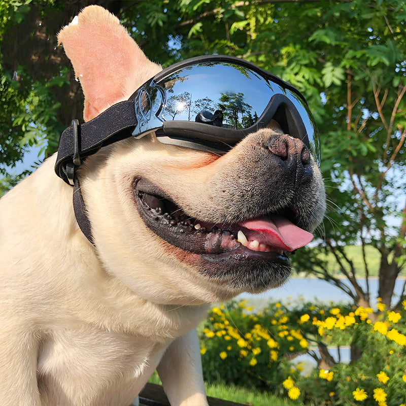 Lunettes de soleil pour animaux de compagnie, lunettes coupe-vent pour chien